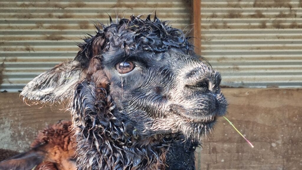 rather wet alpaca face closeup