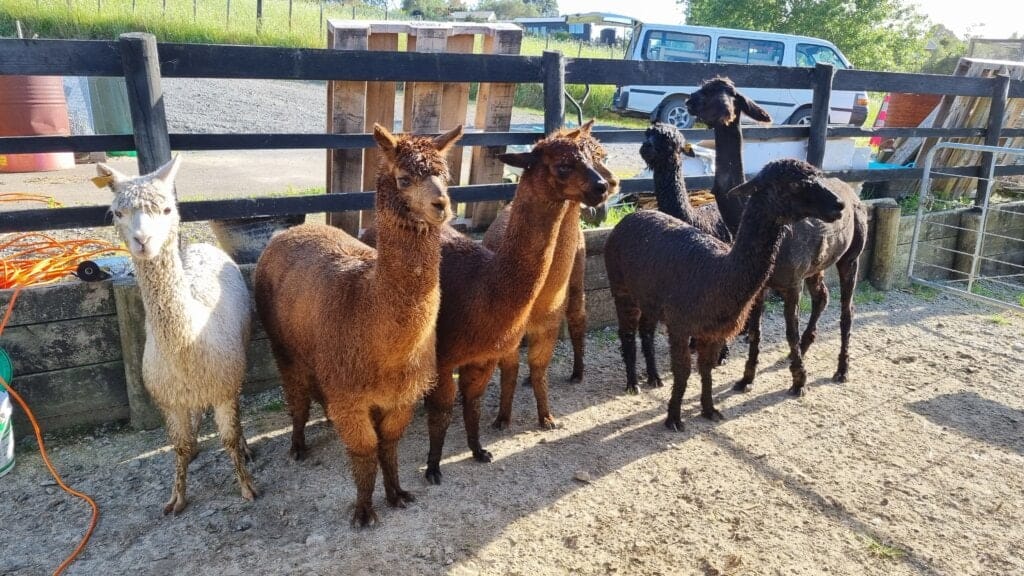 alpacas in a holding pen, some brown, some black, one white