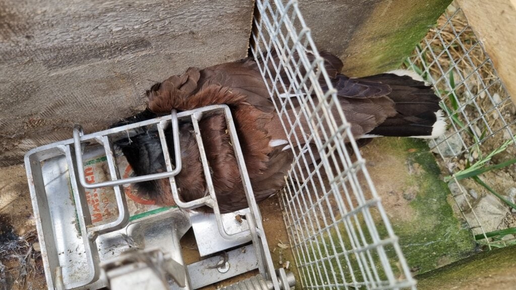 A brown bird (myna) in a mechanical trap
