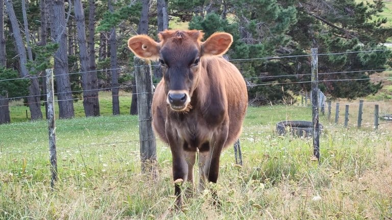 Front picture of a brown cow in a paddock with blurry trees in background