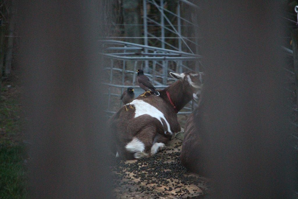 Goat with two Mynar birds on her, photographed through the deck balustrade.