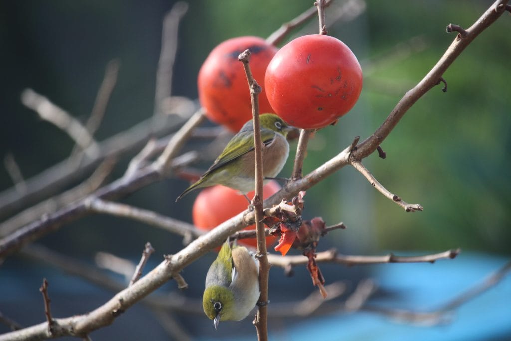 Little birds eating fruit off the persimmon tree