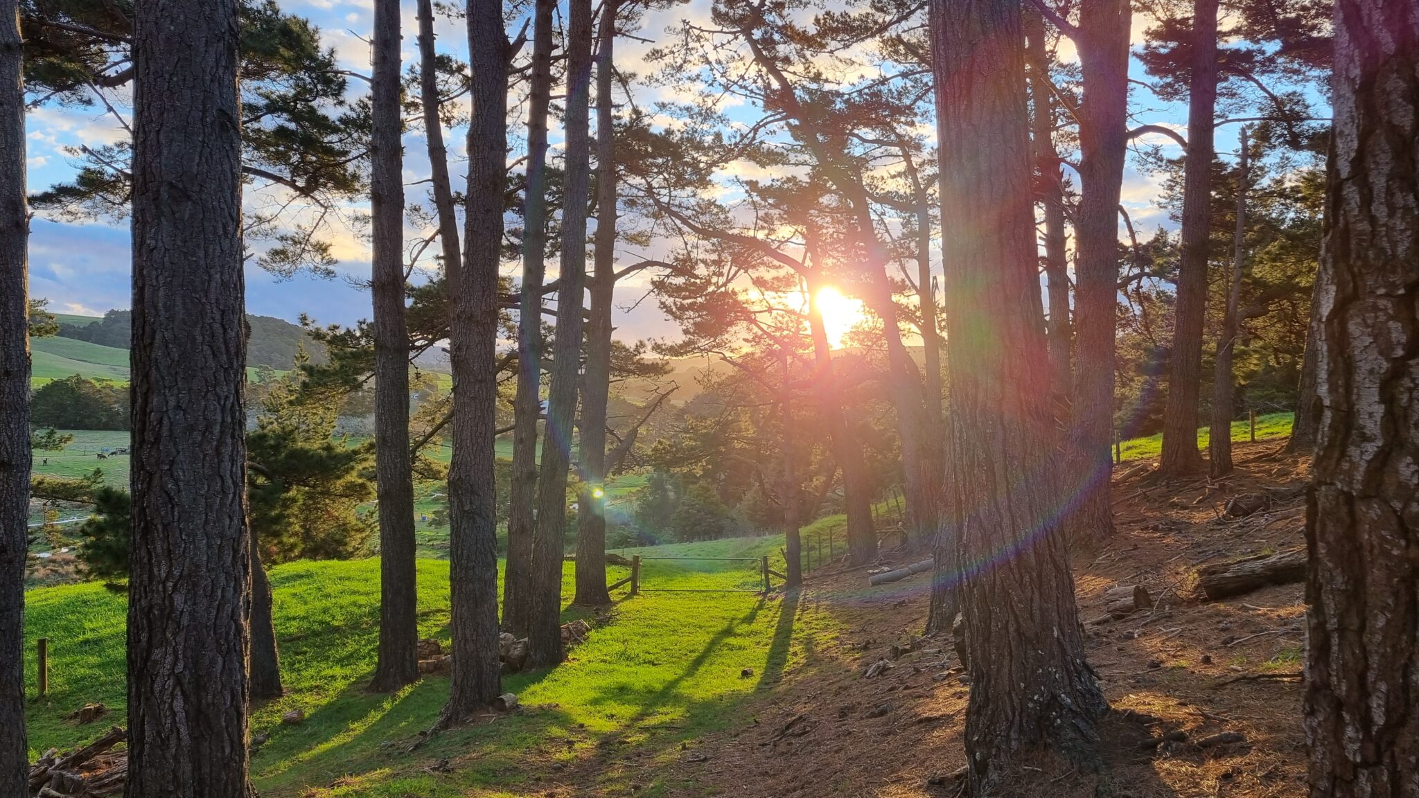 sunrays through pinetrees with a glimpse of blue sky through the trees