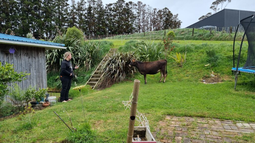 Cow standing on the front lawn