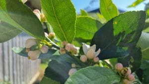 A flowering lime tree with fresh buds