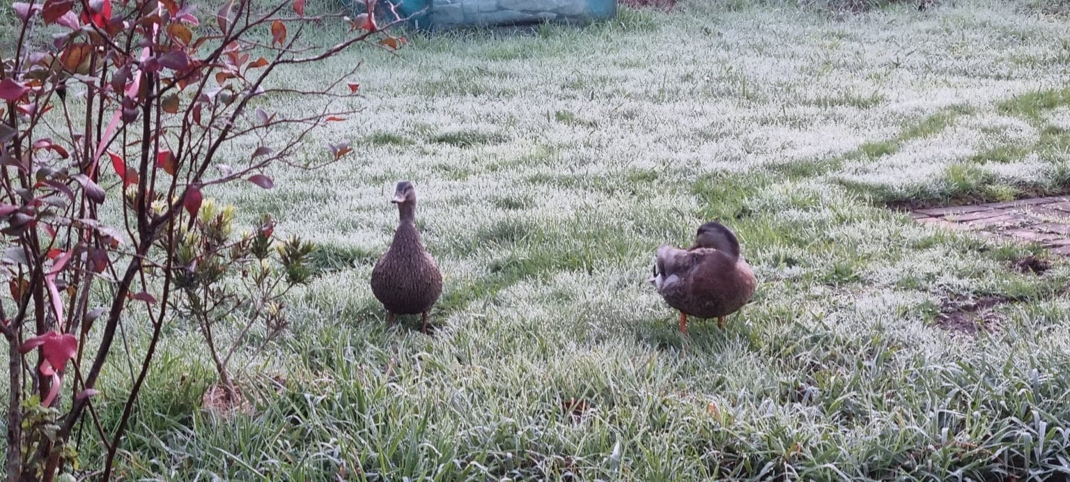Two ducks in frozen grass