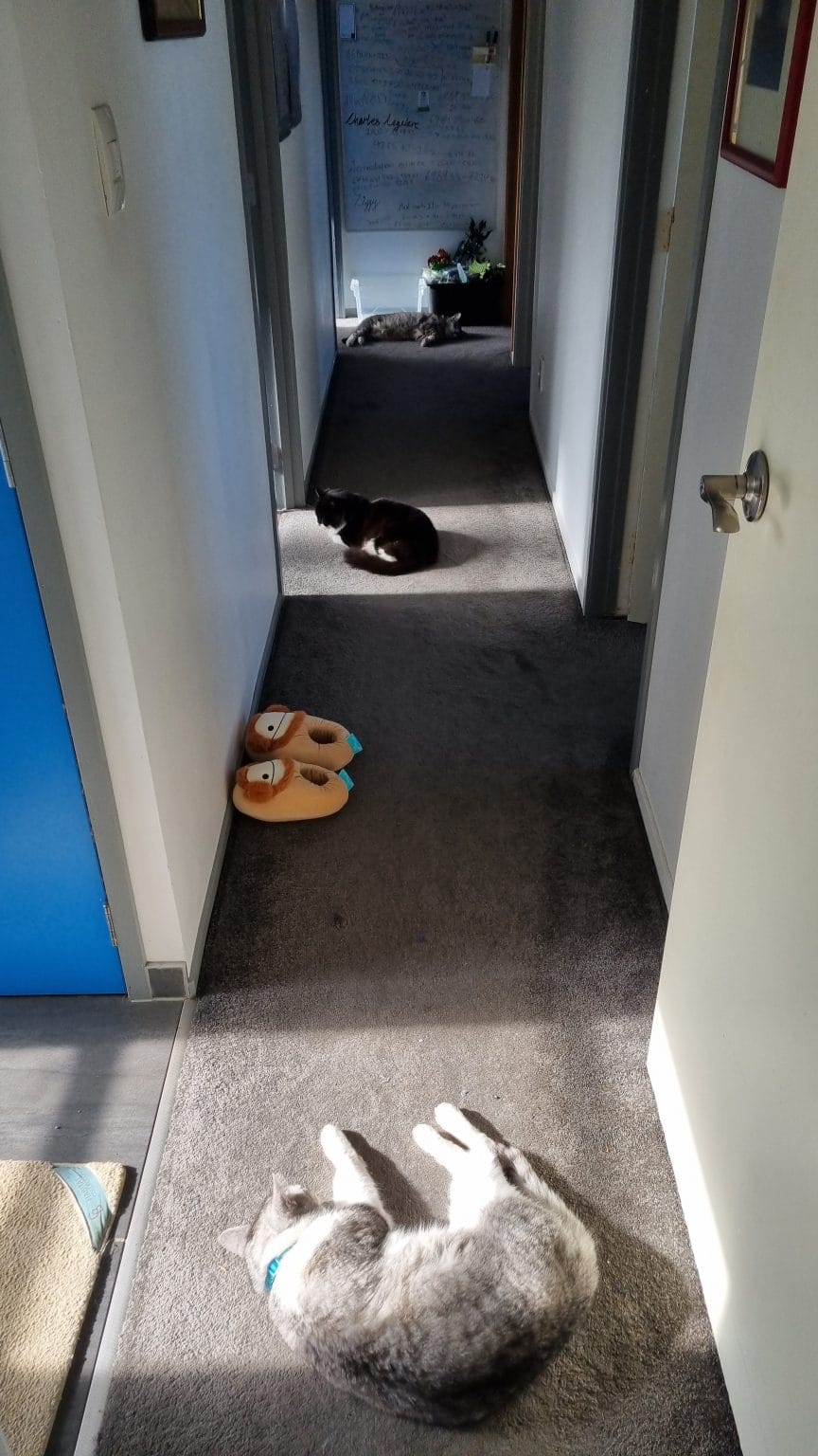 Cats in hallway each sitting in a ray of sunlight from the doors