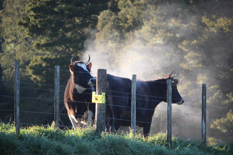 Cows steaming in the cold air against the sunlight