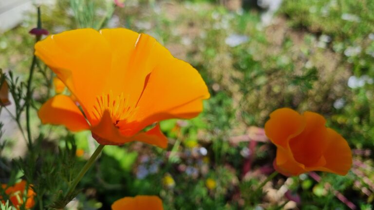 Closeup of some flowers