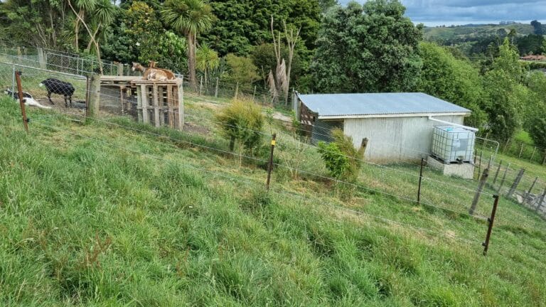 Green paddock with some fenced off parts