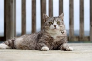 A silver cat laying on a timber deck and looking straight into the camera