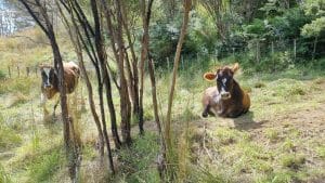 Two cows, one lying down in a slightly shady spot between manuka trees