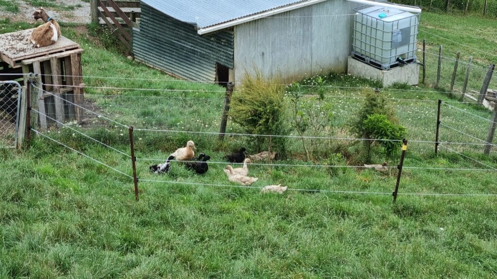 A bunch of ducks in a small patch of shrubs, fenced off by electric fence