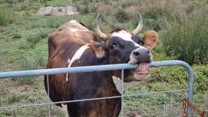 A spotty cow having the metal top bar of a gate in her mouth, longue wrapped around it.