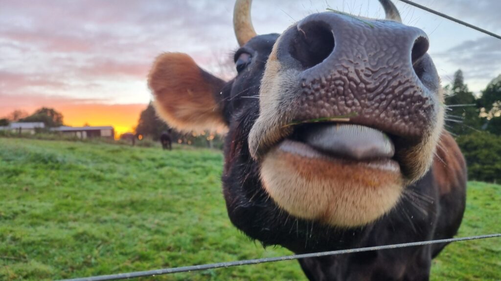 Closeup of a brown cow's big nose with a tongue sticking out a little