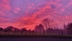 Almost magenta clouds and sky with magenta tones trees in the background, farm animals behind a fence in the foreground