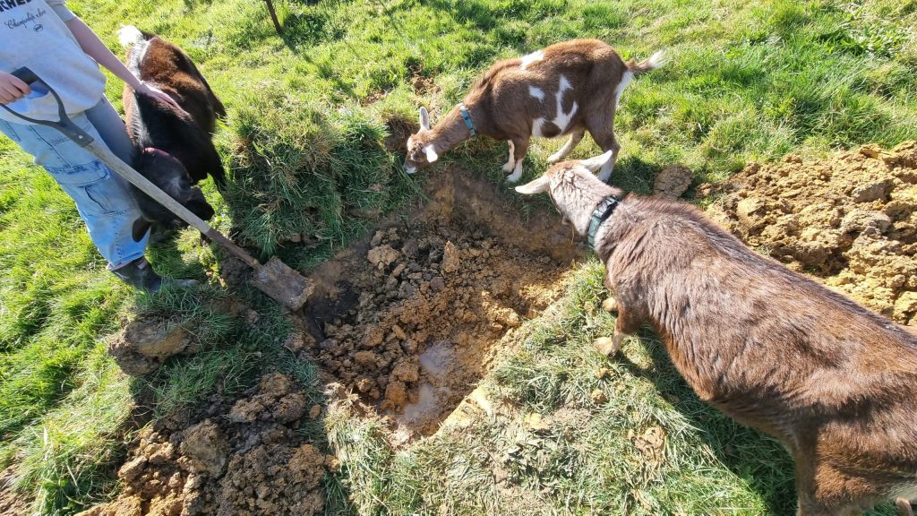 Person digging big square hole in grass, three goats surrounding the hole